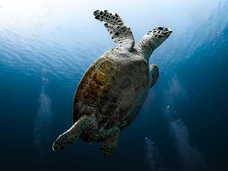 Marine Life Discovery
