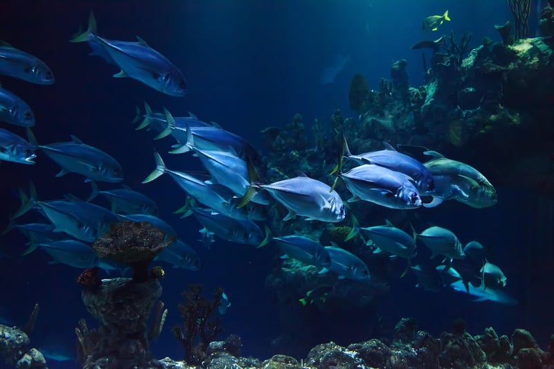 Underwater Marine Life